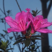 Rhododendron japonicum (A.Gray) Suringar